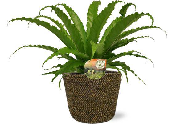 Asplenium Osaka Nestfarn – Ø17cm – ca. 40cm hoch – Inklusive Topf Selin Schwarz Ø18x16cm – Stilvolle Zimmerpflanze für Wohnzimmer & Büro – Plant