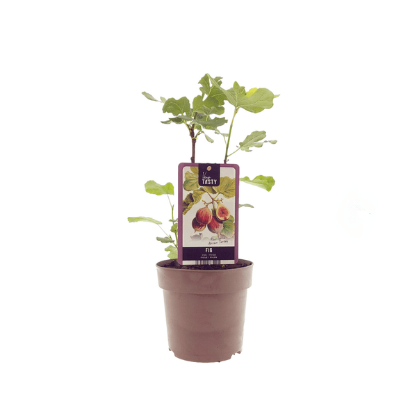 Ficus Brown Turkey – Feigenbaum – Ø15cm – ↕40cm – Tropische Zimmerpflanze mit großen, glänzenden Blättern – Pflegeleicht & dekorativ – Plant