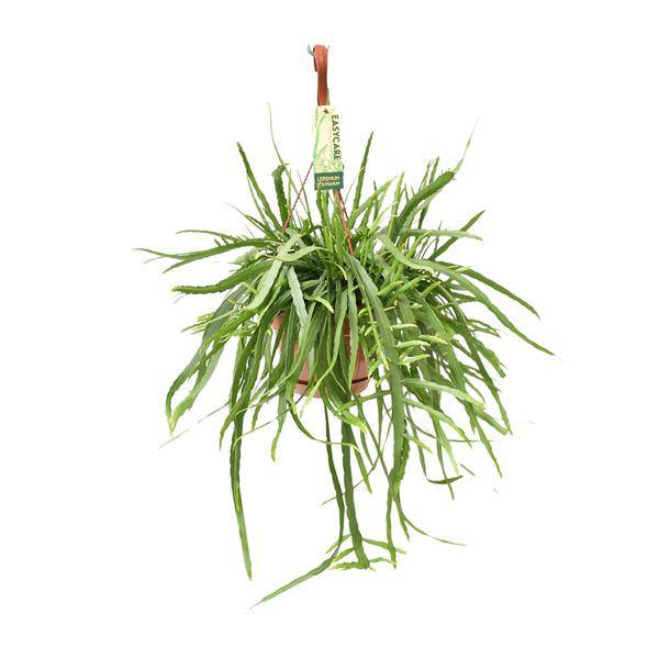 Blattkaktus Lepismium Bolivianum – Ø17cm – ↕55cm – Pflegeleichte Zimmerpflanze mit hängenden Trieben – Plant