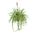 Blattkaktus Lepismium Bolivianum – Ø17cm – ↕55cm – Pflegeleichte Zimmerpflanze mit hängenden Trieben – Plant
