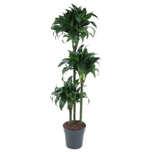 Drachenbaum – Dracaena Tatuade 140cm – Ø24cm – Zimmerpflanze mit grün – weißen Blättern – Plant