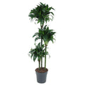 Drachenbaum – Dracaena Tatuade 140cm – Ø24cm – Zimmerpflanze mit grün – weißen Blättern – Plant