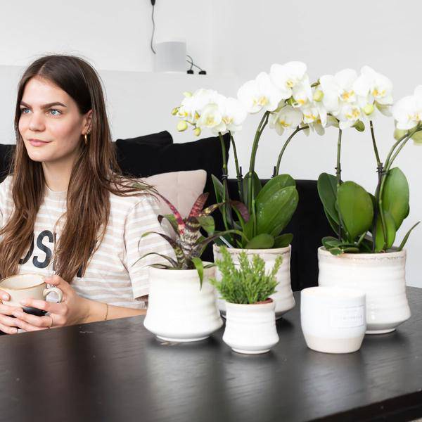 Weiße Phalaenopsis Orchidee Juwel Gent – Blühende Zimmerpflanze – Ø12cm – Elegante weiße Blüten – Perfekt für Zuhause & Büro – Plant