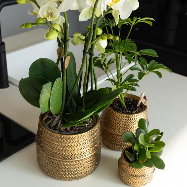 Groove Blumentopf Gold – Keramik – Topf mit mattem Finish – Ø12cm – Robustes, strukturiertes Design – Eleganter Pflanztopf fürs Wohnzimmer – Plant