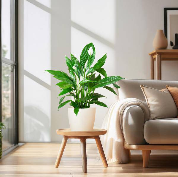 Spathiphyllum Sweet Lauretta – Scheidenblatt – Zimmerpflanze inkl. Übertopf – ↕80cm – Ø21cm – Friedenslilie mit eleganten weißen Blüten – Plant