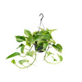 Efeutute Marble Queen – Epipremnum Scindapsus – Ø15cm x H25cm – Zimmerpflanze mit weiß – grüner Blattmusterung – Pflegeleicht – Für hellen Standort – Plant