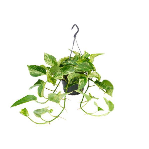 Efeutute Marble Queen – Epipremnum Scindapsus – Ø15cm x H25cm – Zimmerpflanze mit weiß – grüner Blattmusterung – Pflegeleicht – Für hellen Standort – Plant