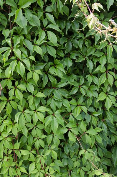 Wilder Wein Parthenocissus quinquefolia ‘Engelmannii’ Kletterpflanze Ø15cm ↕65cm – winterharte Pflanze für Garten, Balkon, Terrasse, Kübel & Beet – Plant
