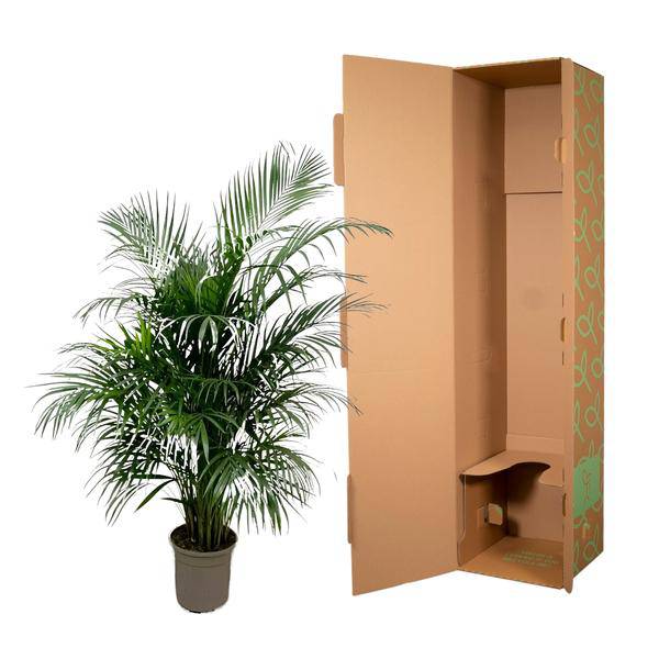 Goldfruchtpalme – Dypsis Lutescens – Areca – Palme – Zimmerpflanze 150cm – Ø24cm – Tropische Grünpflanze mit eleganten Wedeln – Pflegeleicht – Plant