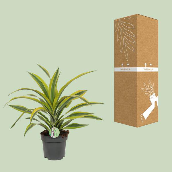 Drachenbaum Dracaena Lemon Lime – Ø17cm H40cm – Pflegeleichte Zimmerpflanze mit gestreiftem Laub – Luftreinigend – Für Halbschatten – Im Pflanztopf – Plant