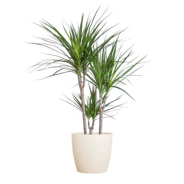Dracaena Marginata – Drachenbaum – Zimmerpflanze – ca. 95cm hoch – Ø21cm – inkl. nachhaltigem Viber Übertopf Weiß – Plant
