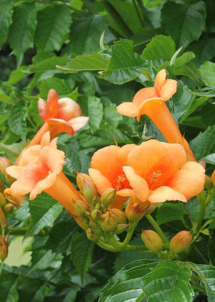 Klettertrompete Gartenpflanze Ø15cm ↕65cm – winterharte Pflanze für Garten, Balkon, Terrasse, Kübel & Beet online kaufen – Plant