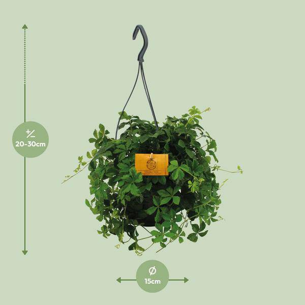 Parthenocissus Striatha – Hängender Efeu – Ø15cm ↕25cm – Immergrün – Pflegeleicht – Zimmer- & Balkonpflanze – Halbschatten – Plant