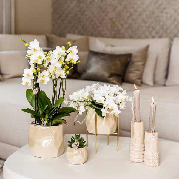 Kombi – Angebot Perlen Travertin Töpfe – 3er – Set Ø6/9/12cm – stilvolle Keramik – Pflanzgefäße für Orchideen, Sukkulenten & Zimmerpflanzen – Plant