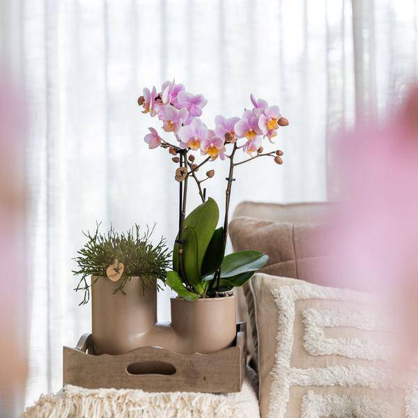 Rosa Orchidee Andorra & Sukkulente Set Zimmerpflanze Ø9cm – pflegeleichte Sukkulente für Wohnzimmer, Büro & helle Standorte kaufen – Plant