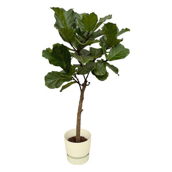 Ficus Lyrata – Geigenfeige – 160cm hoch – Zimmerpflanze im Topf Greenville Weiß Ø30cm – Große XXL-Pflanze mit glänzenden Blättern – Elegante & pflegeleichte Grünpflanze für Wohnzimmer, Büro & Wintergarten – Plant