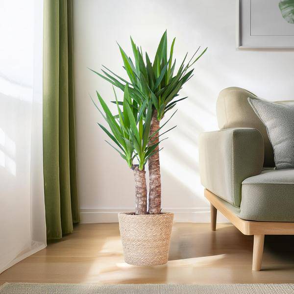 Yucca Elephantipes – Riesen – Palmlilie – Zimmerpflanze – 90cm hoch – Ø21cm – inkl. Naturkorb – pflegeleicht, robust, dekorativ – Plant