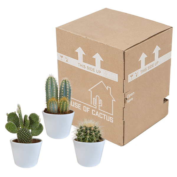 Sukkulenten & Kakteen Mix 3 Pflanzen Ø10,5cm – pflegeleichtes Pflanzen Set für Urban Jungle, Fensterbank, Wohnzimmer & Büro – Plant