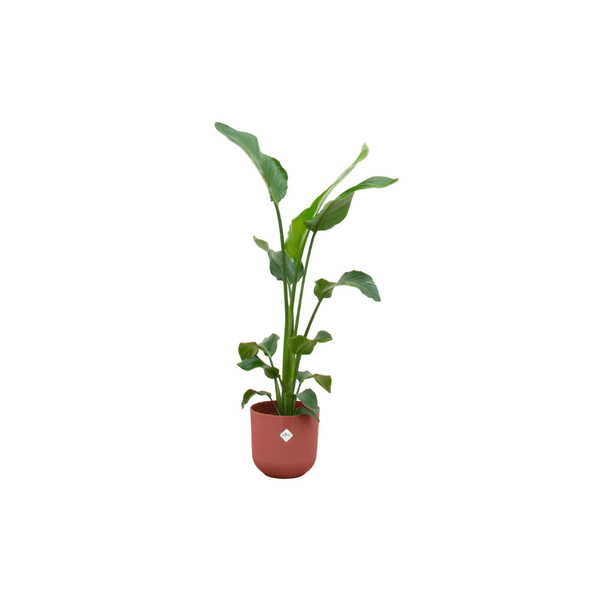 Strelitzia Nicolai – Baum – Strelitzie – Zimmerpflanze ca. 100cm Ø23cm – inkl. Übertopf – Paradiesvogelblume für Wohnzimmer, Büro & Wintergarten – Plant
