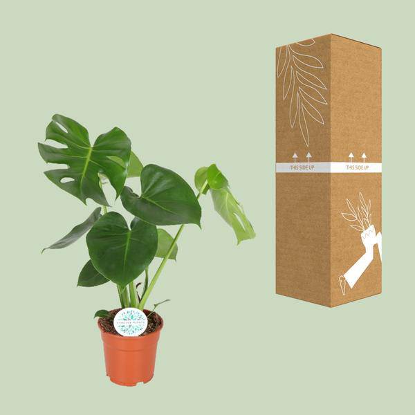 Fensterblatt Monstera Minima Zimmerpflanze Ø17cm ↕55cm – pflegeleichte Grünpflanze für Wohnzimmer, Büro & helle Standorte kaufen – Plant