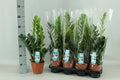 Glücksfeder Zamioculcas Zimmerpflanze Ø14cm ↕65cm – pflegeleichte Grünpflanze für Wohnzimmer, Büro & helle Standorte kaufen – Plant