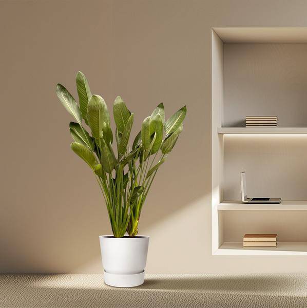 Strelitzia Reginae – Paradiesvogelblume – Zimmerpflanze 180cm – Ø50cm – Exotische Kübelpflanze mit orangefarbenen Blüten – Pflegeleicht – Plant