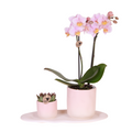 Rosa Orchidee Phalaenopsis Andorra & Sukkulente im Keramik – Topf inkl. Tablett – Pflanzenset Valentine Gradience Pink – Plant