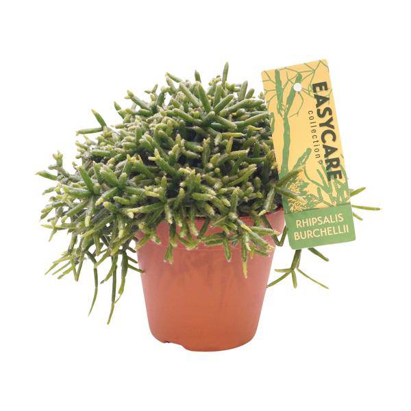 Korallenkaktus Rhipsalis Burchellii Zimmerpflanze Ø12cm ↕20cm – pflegeleichte Sukkulente für Wohnzimmer, Büro & helle Standorte kaufen – Plant