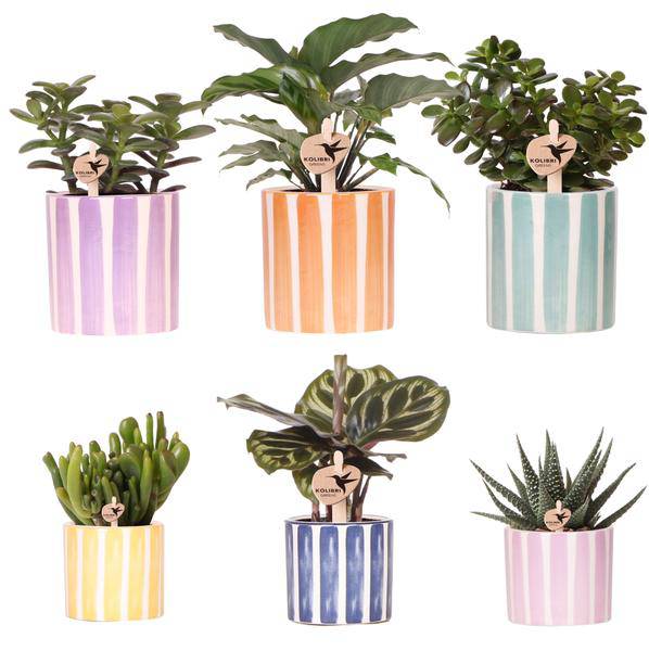 Sukkulenten Mix – 6 Sukkulenten – Zimmerpflanzen in bemalten Stripe Ziertöpfen Ø9cm & Ø6cm – Bunte Pflanzendeko für Tisch, Wohnzimmer & Büro – Plant