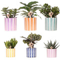 Sukkulenten Mix – 6 Sukkulenten – Zimmerpflanzen in bemalten Stripe Ziertöpfen Ø9cm & Ø6cm – Bunte Pflanzendeko für Tisch, Wohnzimmer & Büro – Plant