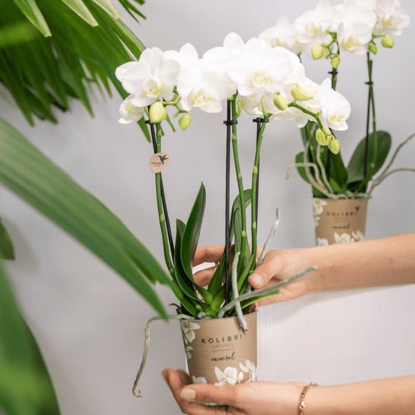 Weiße Phalaenopsis Orchideen – Amabilis – 2 Pflanzen – Blühende Zimmerpflanze Ø9cm – Multiflora – Orchidee mit 2-3 Zweigen – Plant
