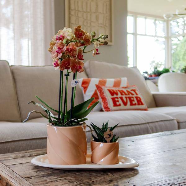 Candy Blumentopf Pfirsich Ø9cm – Dekorativer Keramiktopf in moderner runder Form – Pflanzentopf für Orchideen, Sukkulenten & Grünpflanzen – Plant