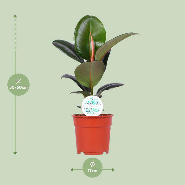 Gummibaum Ficus Elastica Robusta Zimmerpflanze Ø17cm ↕55cm – pflegeleichte Grünpflanze für Wohnzimmer, Büro & helle Standorte kaufen – Plant