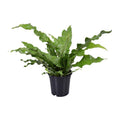 Känguru – Farn – Microsorum Diversifolium – Zimmerpflanze – Ø17cm – ↕45cm – pflegeleichter Farn für Innenräume – Grünpflanze für Zuhause & Büro – Plant