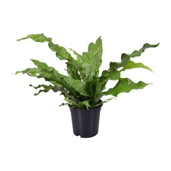 Känguru – Farn – Microsorum Diversifolium – Zimmerpflanze – Ø17cm – ↕45cm – pflegeleichter Farn für Innenräume – Grünpflanze für Zuhause & Büro – Plant