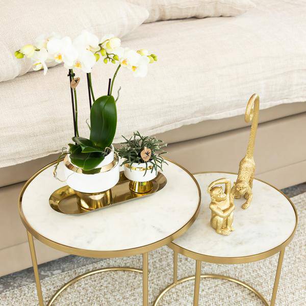 Le Chic Blumentopf Zimmerpflanze Ø9cm mit dekorativem Übertopf – blühende Orchidee für Wohnzimmer, Büro & helle Standorte kaufen – Plant