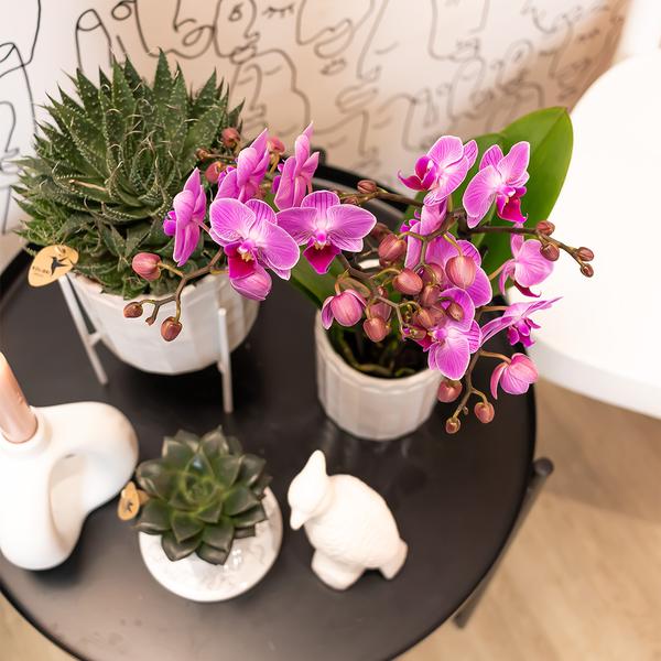 Phalaenopsis – Orchidee Mineral Vienna – Rosa – Ø9cm – Blühende Zimmerpflanze – 2-3 Zweige – Natürliche Farbpracht – Plant