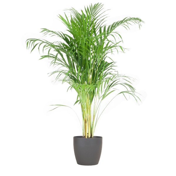 Areca – Palme Dypsis Goldfruchtpalme – Zimmerpflanze ↕100cm Ø21cm – Mit biologisch abbaubarem Viber – Topf Grau – Plant