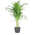 Areca – Palme Dypsis Goldfruchtpalme – Zimmerpflanze ↕100cm Ø21cm – Mit biologisch abbaubarem Viber – Topf Grau – Plant