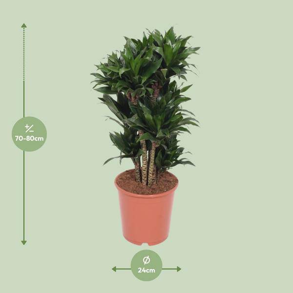 Drachenbaum – Dracaena Compacta – Zimmerpflanze – Ø24cm – ↕80cm – pflegeleichte Luftreiniger-Pflanze für Zuhause & Büro – Plant