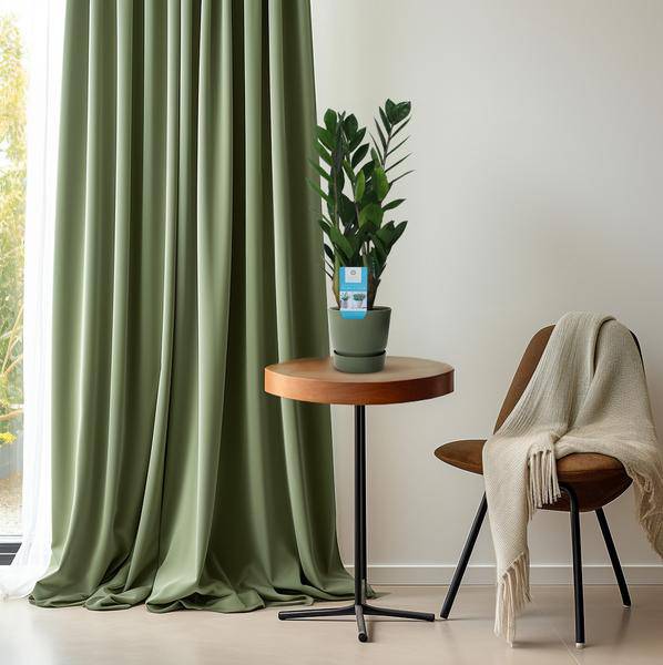 Glücksfeder Zamioculcas Zamiifolia Zimmerpflanze Ø14cm ↕55cm – pflegeleichte Grünpflanze für Wohnzimmer, Büro & helle Standorte kaufen – Plant