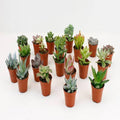 Sukkulenten Mix 20 Pflanzen Ø5,5cm – pflegeleichtes Pflanzen Set für Urban Jungle, Fensterbank, Wohnzimmer & Büro – Plant