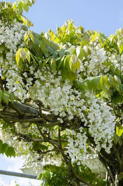 Weißer Blauregen Wisteria floribunda ‘Longissima Alba’ Gartenpflanze Ø15cm ↕65cm – winterharte Pflanze für Garten, Balkon, Terrasse, Kübel & Beet – Plant