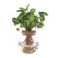 Purpurtute Syngonium Pixie – Hydroponische Zimmerpflanze – Ø12cm – 30cm Höhe – dekoratives grünes Laub – Pflegeleicht – Plant
