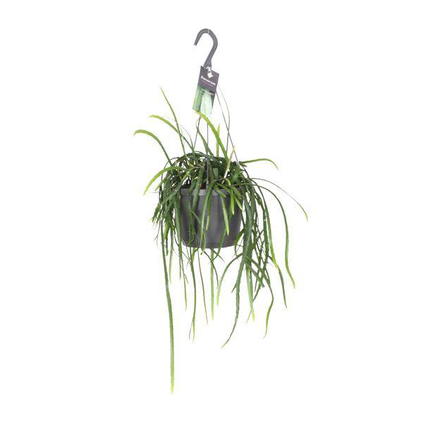 Blattkaktus Lepisium Bolivianum – Ø17cm – ↕40cm – Pflegeleichte Zimmerpflanze & Sukkulente – Dekorativer Kaktus für Wohnzimmer, Büro & Wohnräume – Plant