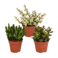 Dickblatt Crassula Mix – 3 Zimmerpflanzen – Ø8,5cm – Sukkulenten Mischung in verschiedenen Formen & Farben – pflegeleicht & dekorativ – Plant