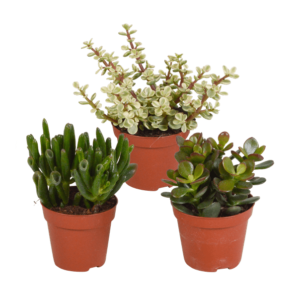 Dickblatt Crassula Mix – 3 Zimmerpflanzen – Ø8,5cm – Sukkulenten Mischung in verschiedenen Formen & Farben – pflegeleicht & dekorativ – Plant
