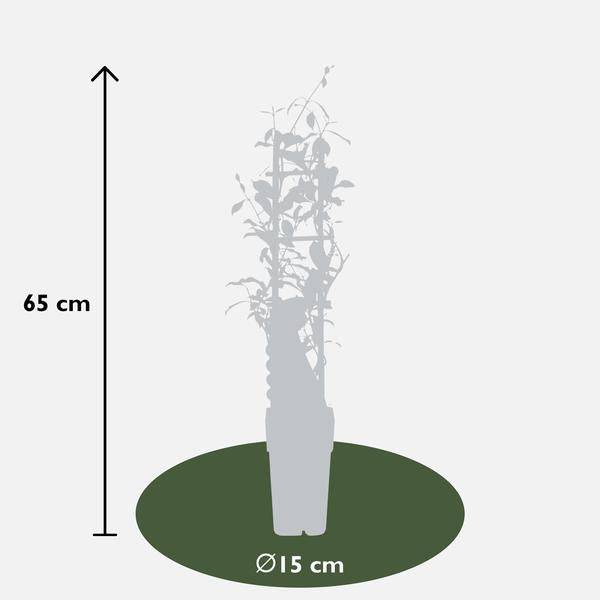 Sternjasmin Trachelospermum 'Star of Ibiza' Gartenpflanze Ø15cm ↕65cm – winterharte Pflanze für Garten, Balkon, Terrasse, Kübel & Beet online – Plant