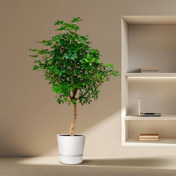 Strahlenaralie – Schefflera auf Stiel – Zimmerpflanze 210cm – Ø45cm – Immergrüne XXL – Grünpflanze mit handförmigen Blättern – Pflegeleicht – Plant