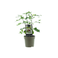 Ficus Precose de Dalmatie – Feigenbaum Zimmerpflanze – Ø15cm – ca. 40cm hoch – Pflegeleichte grüne Zimmerpflanze – Plant